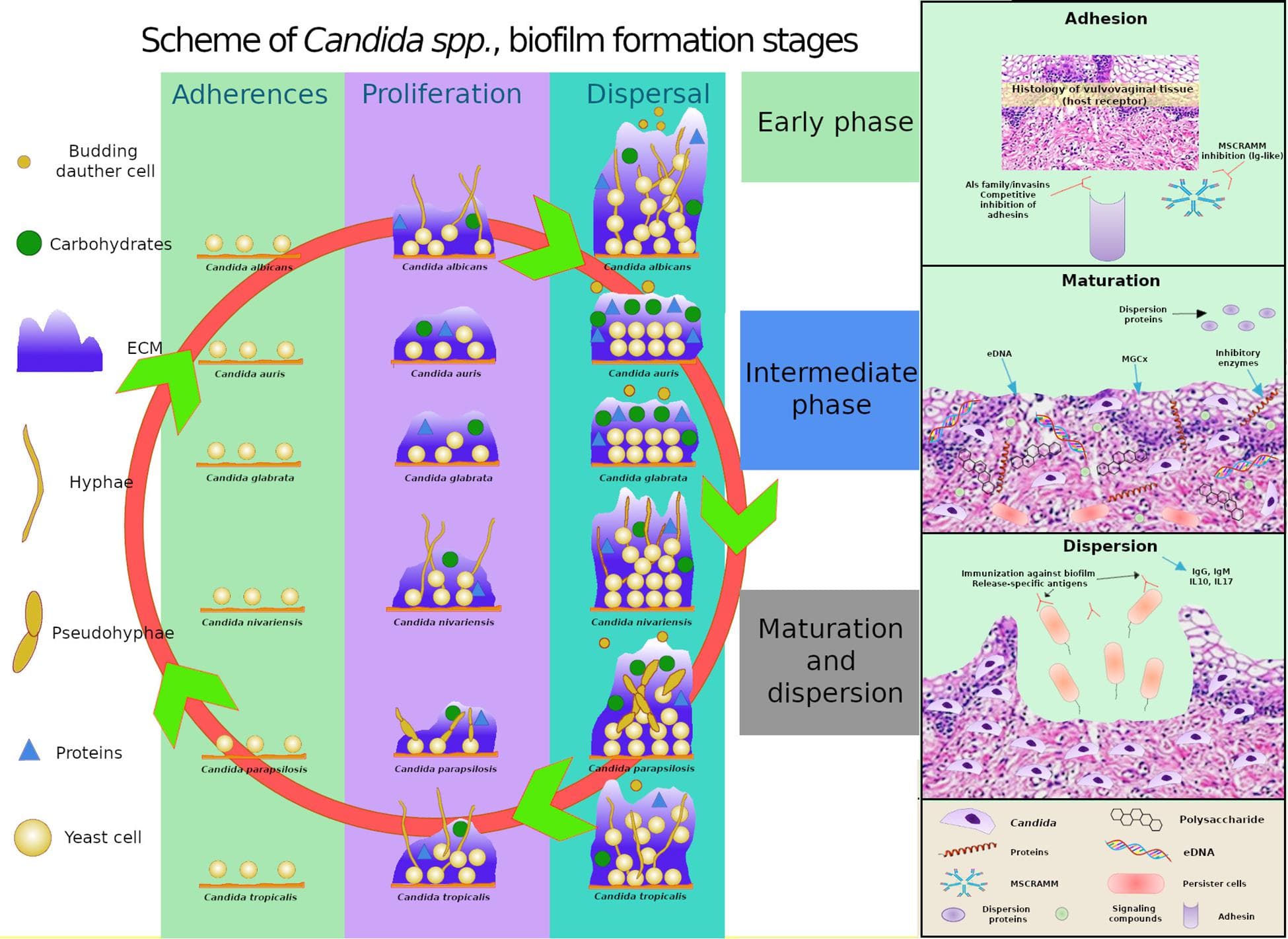 Factors in vaginal candidiasis development, Frontiers | Pathogenesis and Clinical Relevance of Candida Biofilms in Vulvovaginal Candidiasis