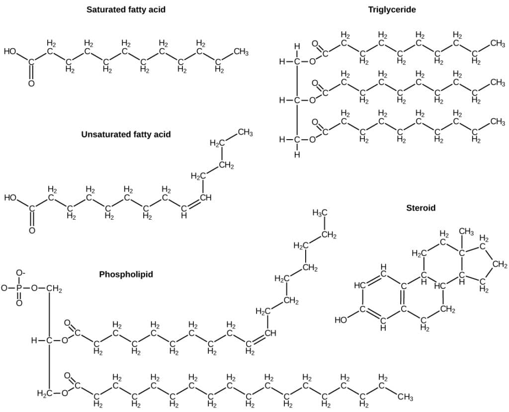 Fatty Acids and Triglycerides, Lipids | Biology for Non-Majors I