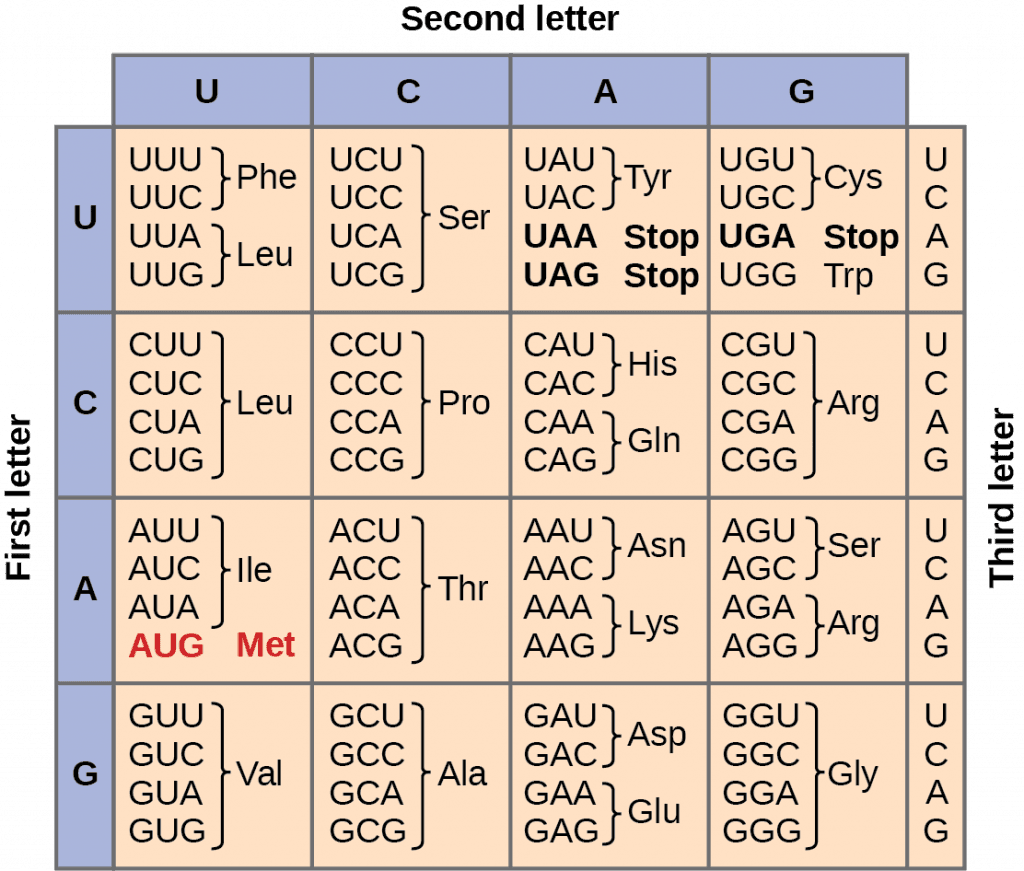 Features of genetic code, The Genetic Code – Mt Hood Community College Biology 102