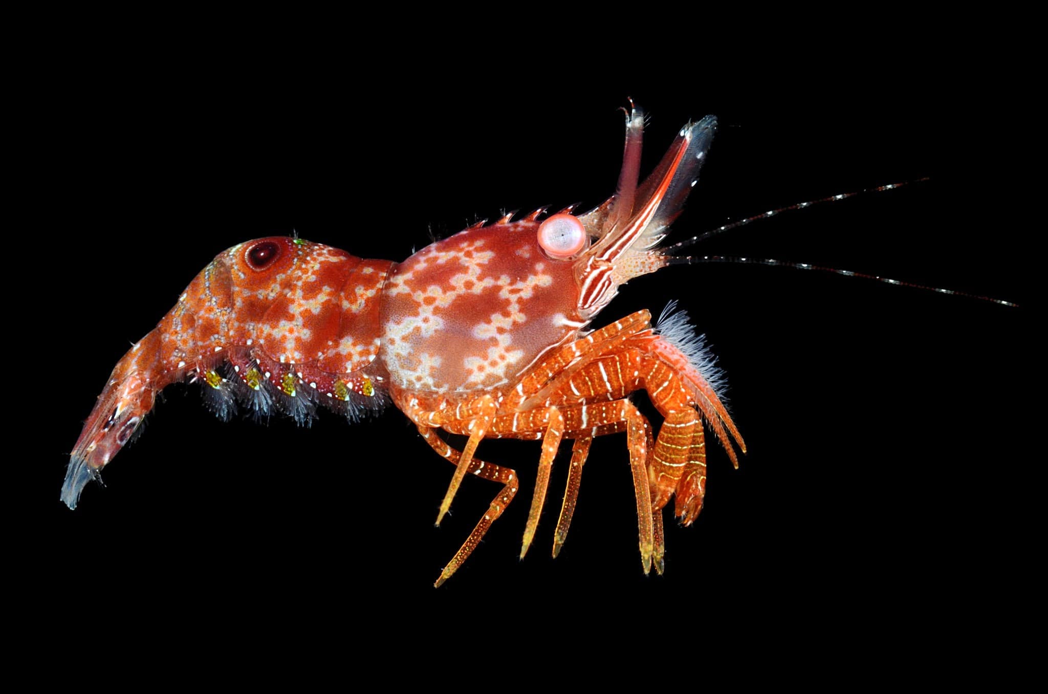 Features of marine arthropods, Marine Arthropods | François Michonneau, PhD