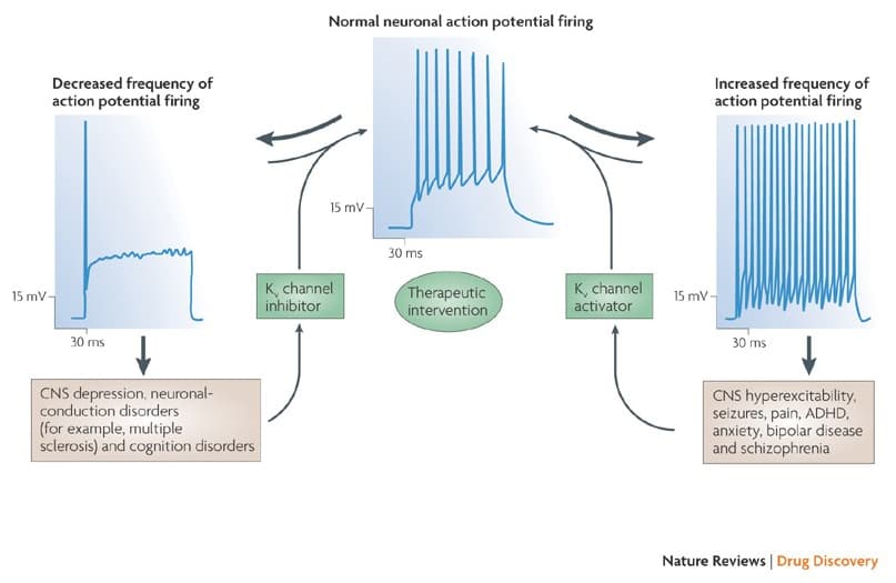 Features of potassium channel blockers, Voltage-gated potassium channels (K v ) | Introduction | BPS/IUPHAR Guide to PHARMACOLOGY