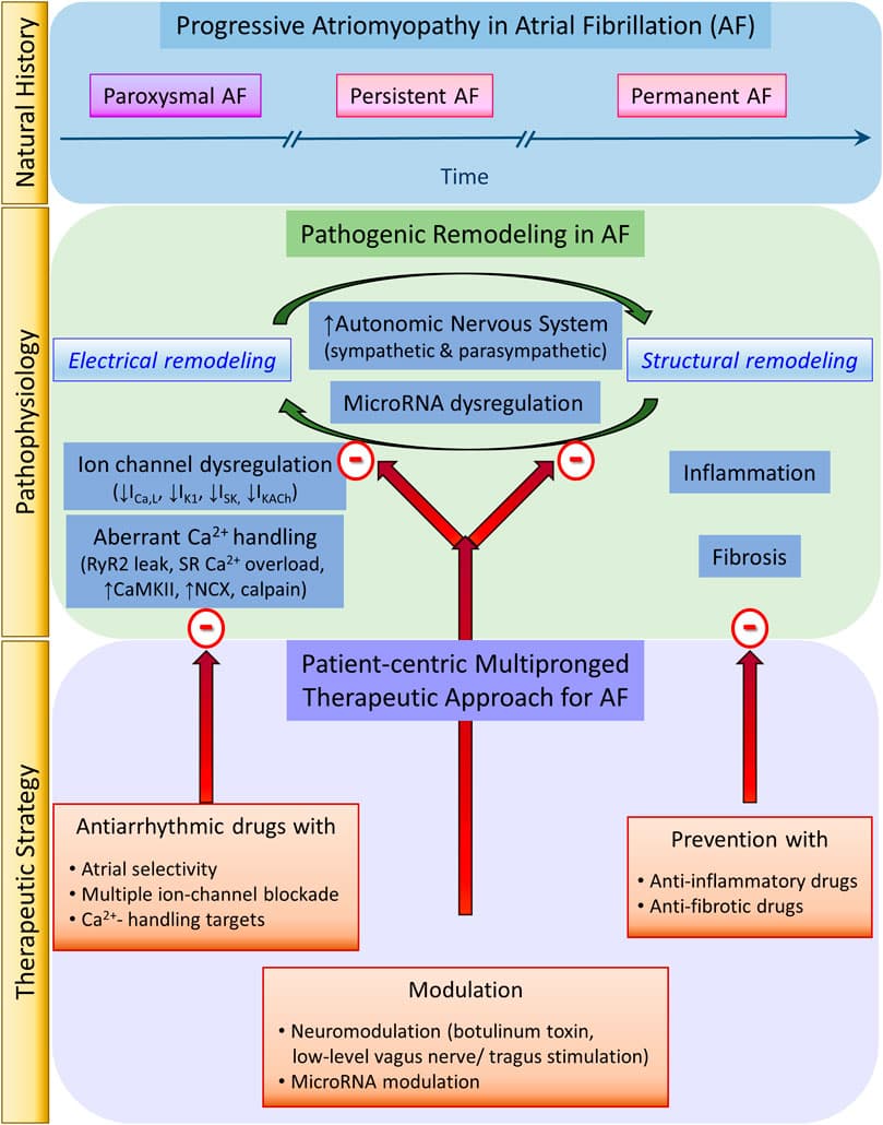 Features of unclassified antidysrhythmic drugs, Frontiers | Revisiting Antiarrhythmic Drug Therapy for Atrial Fibrillation: Reviewing Lessons ...