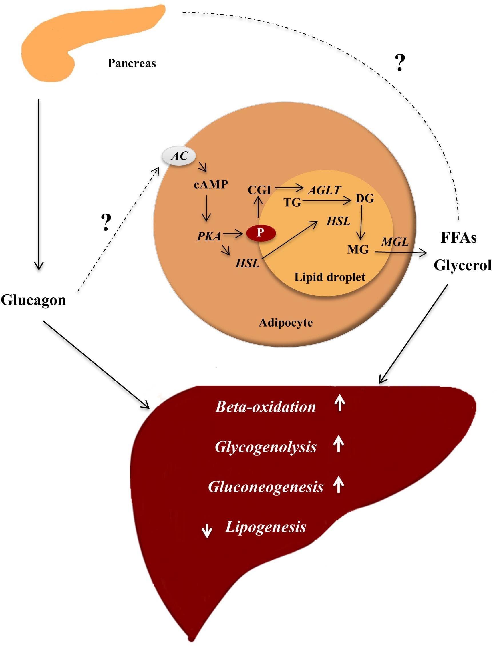 Fed State and Fasting State, Frontiers | Glucagon Receptor Signaling and Lipid Metabolism
