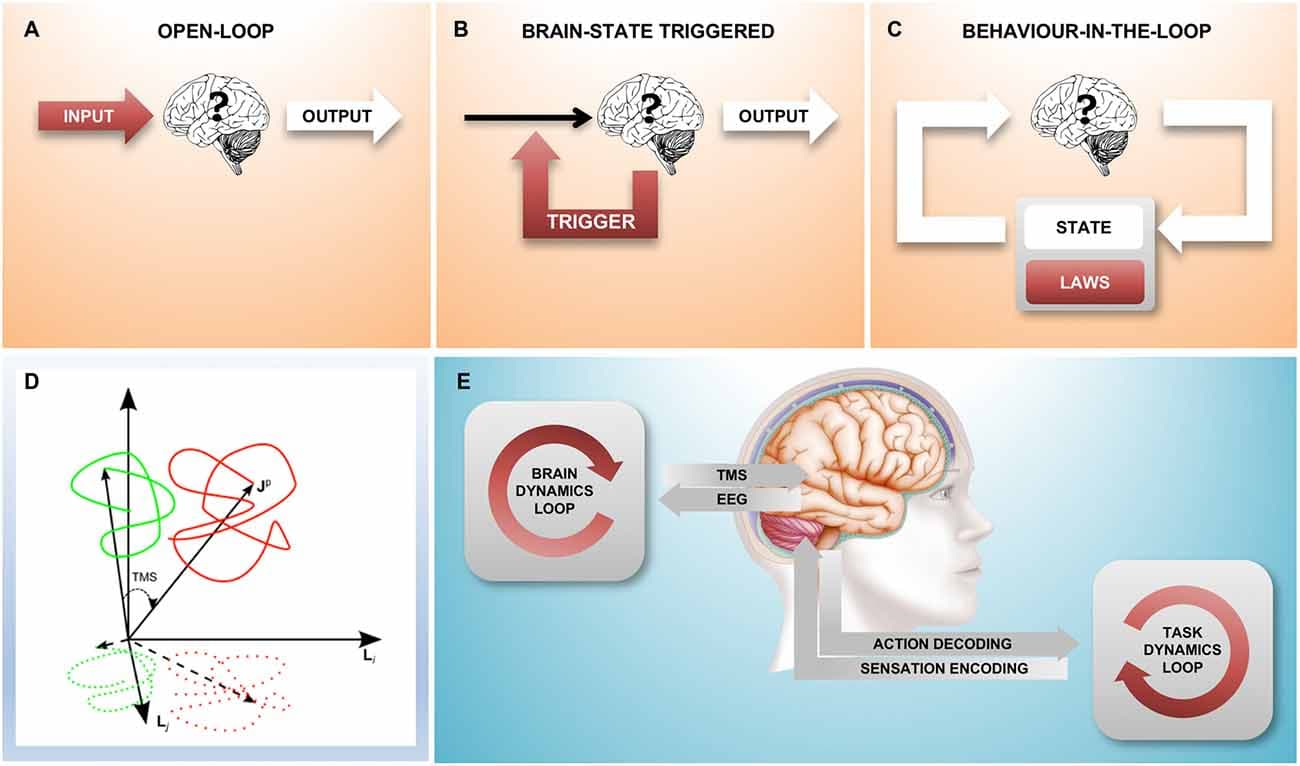 The Role of Feedback in Closed-Loop Theory, Frontiers | Closed-Loop Neuroscience and Non-Invasive Brain Stimulation: A Tale of Two Loops