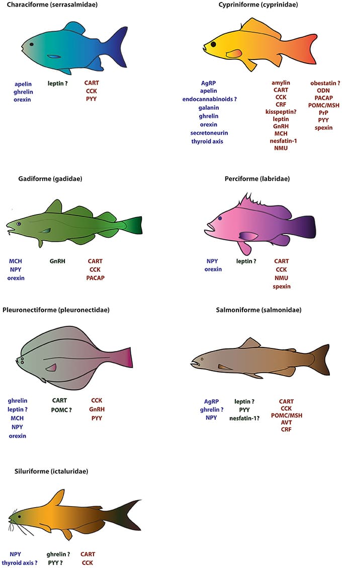 Feeding strategies of marine fishes, Frontiers | The Neuroendocrine Regulation of Food Intake in Fish: A Review of Current Knowledge