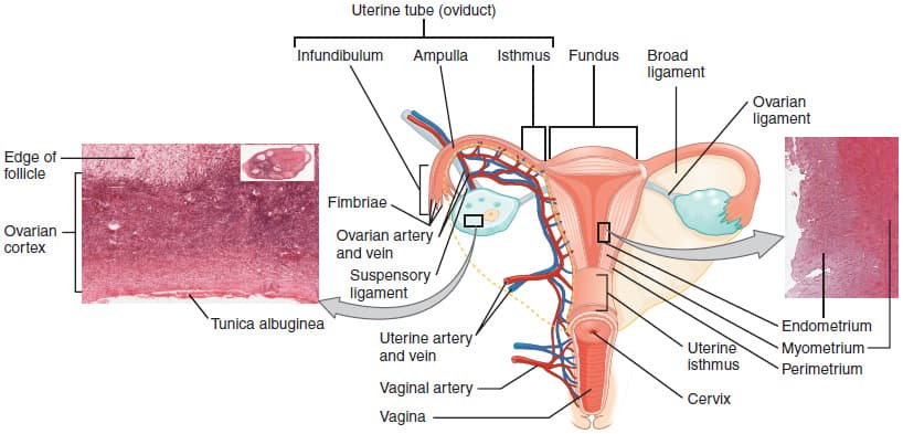 Ovaries, fallopian tubes, uterus, cervix, vagina, Anatomy and Physiology of the Female Reproductive System | Anatomy and Physiology II
