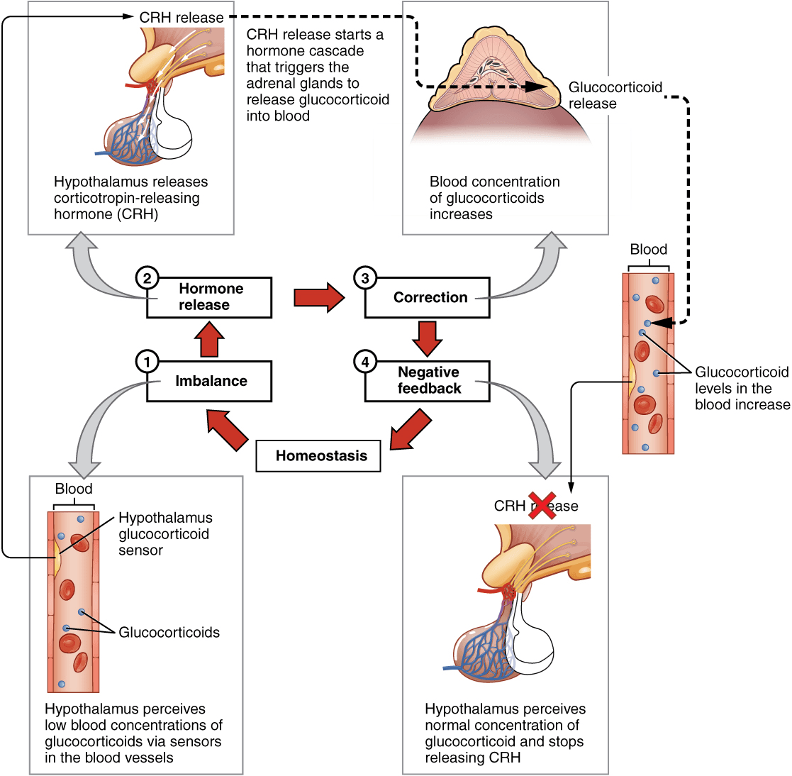 Feminizing hormonal drugs, 9.2 Endocrine System Basics – Nursing Pharmacology