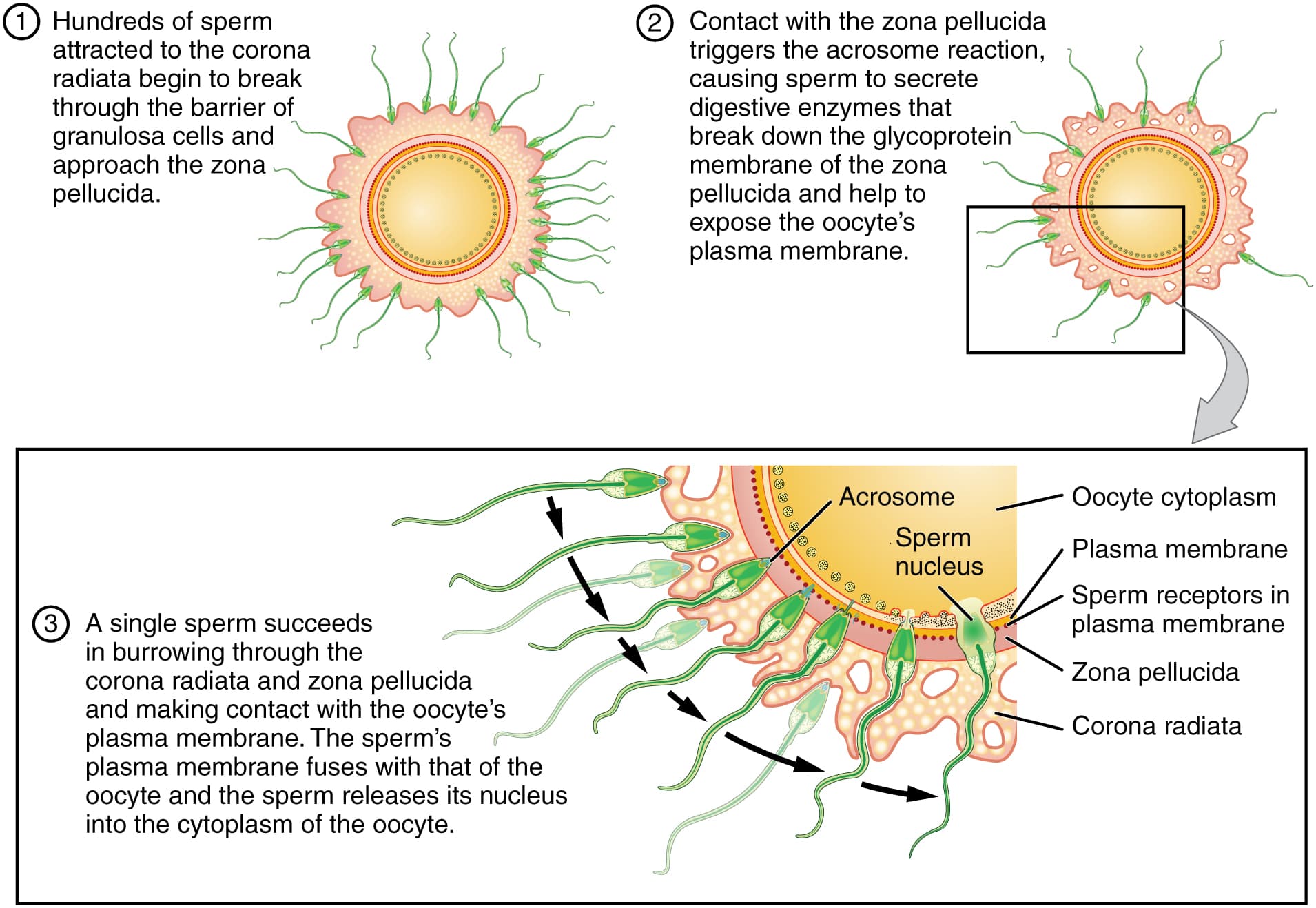 The Fusion of Sperm and Egg, 28.1 Fertilization – Anatomy and Physiology