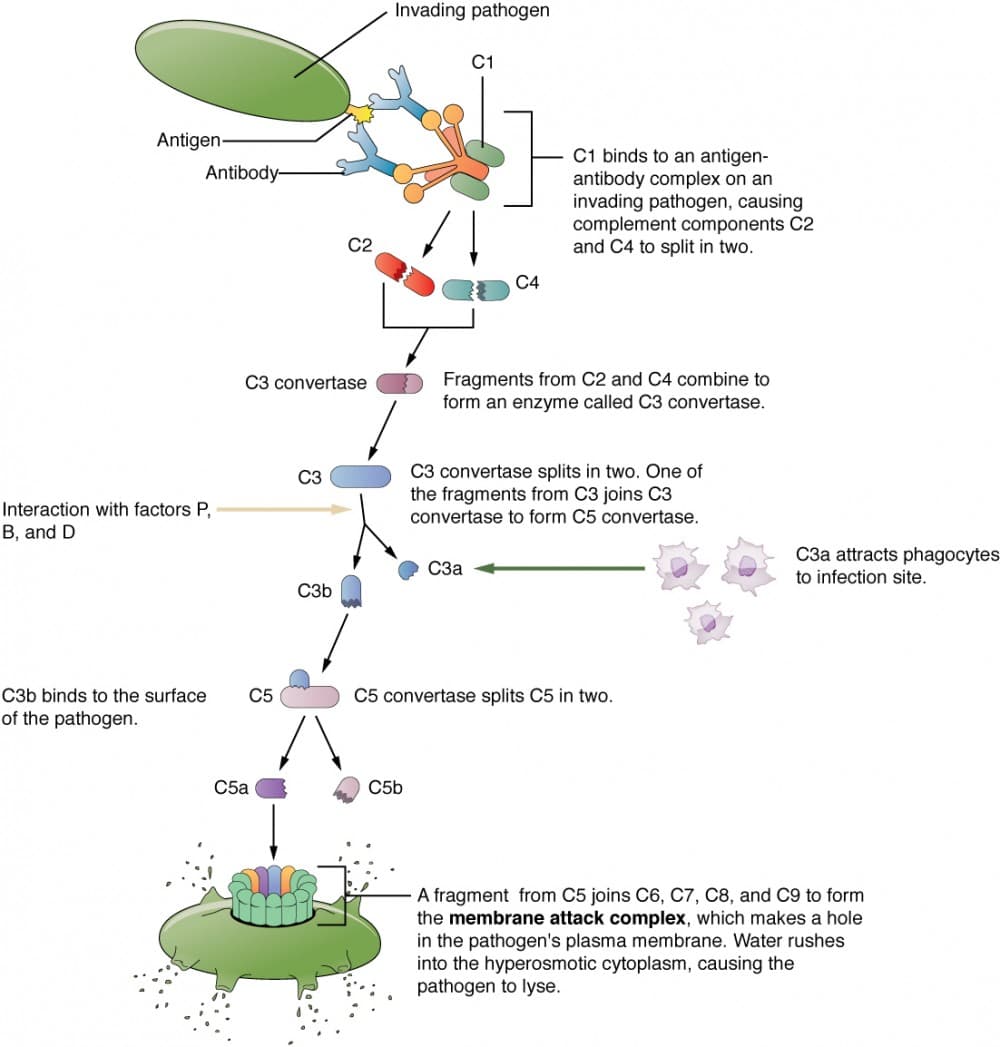 First Line of Defense: Physical and Chemical Barriers, Barrier Defenses and the Innate Immune Response | Anatomy and Physiology II