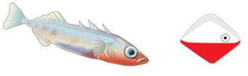 Fixed action patterns, Innate Behaviors | Biology for Majors II