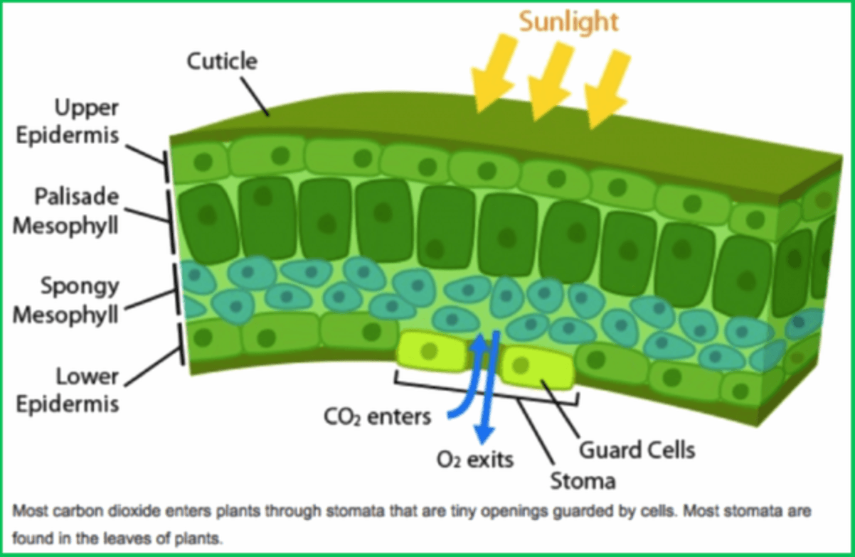 Flora Adaptations, Photosynthesis – Classroom Partners