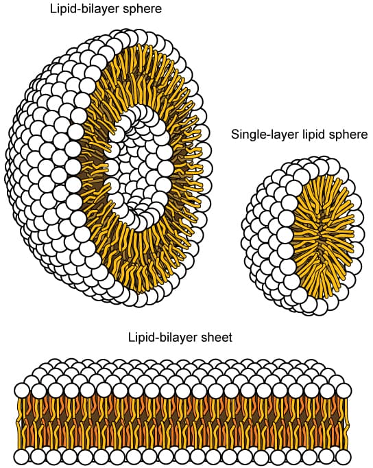 Fluid Mosaic Model and Lipid Bilayer, Components and Structure | OpenStax Biology 2e