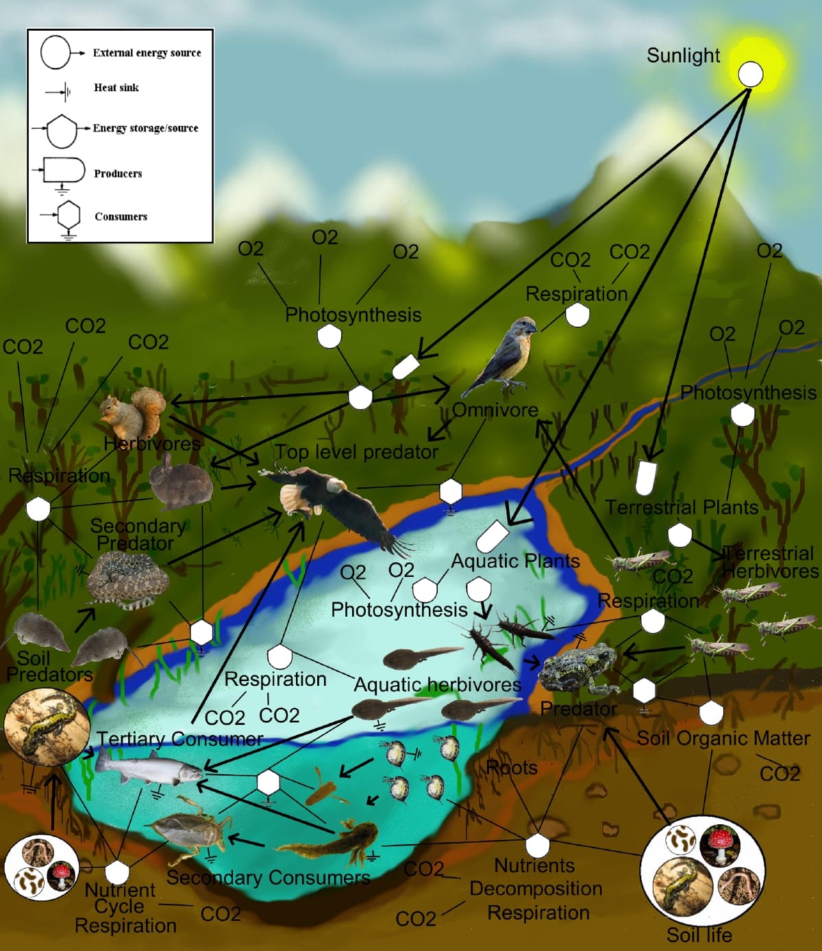 Food Chains and Food Webs, Food web - Wikipedia