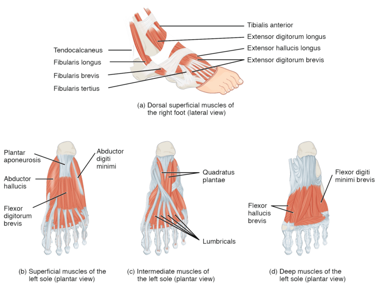 Foot and Ankle Biomechanics, Muscles of the lower leg and foot | Human Anatomy and Physiology Lab (BSB 141)