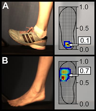 Force Distribution and Energy Return, Frontiers | The Influence of Footwear on the Modular Organization of Running | Physiology