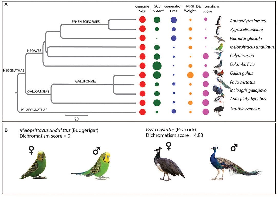 Forms of non-random mating, Frontiers | Genomic Insights Into the Molecular Basis of Sexual Selection in Birds