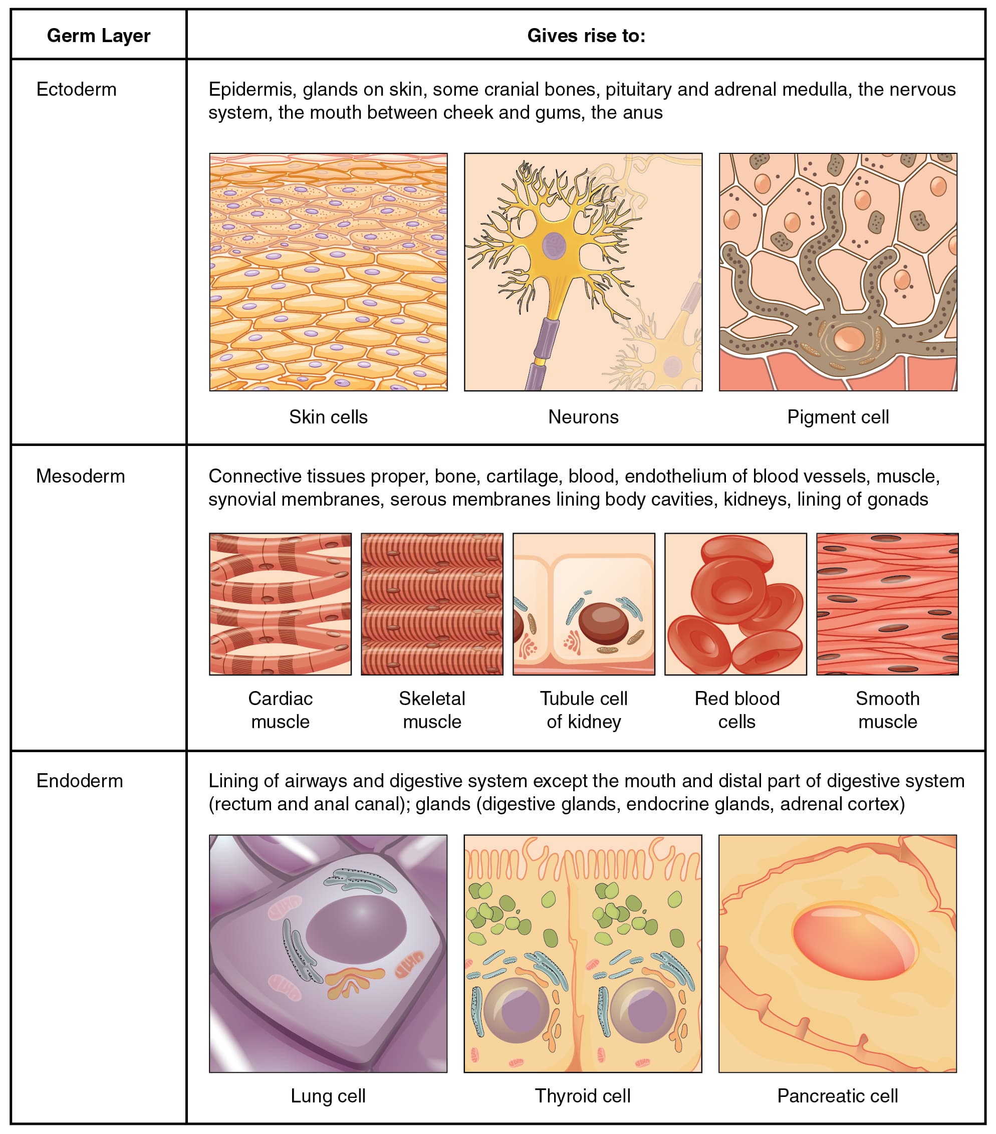Four main tissue types, 4.1 Types of Tissues – Douglas College Human Anatomy and Physiology I (1st ed.)