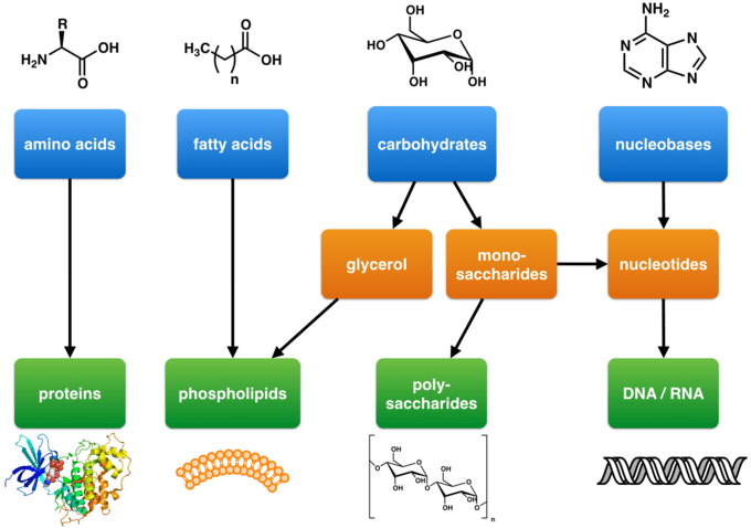 Four Major Classes and Their Composition, Types of Biological Macromolecules | Introduction to Chemistry