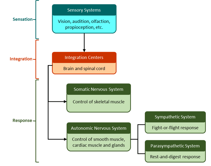 Functional Differences and Voluntary Control, Unit 9: The Nervous System – Douglas College Human Anatomy & Physiology I (2nd ed.)