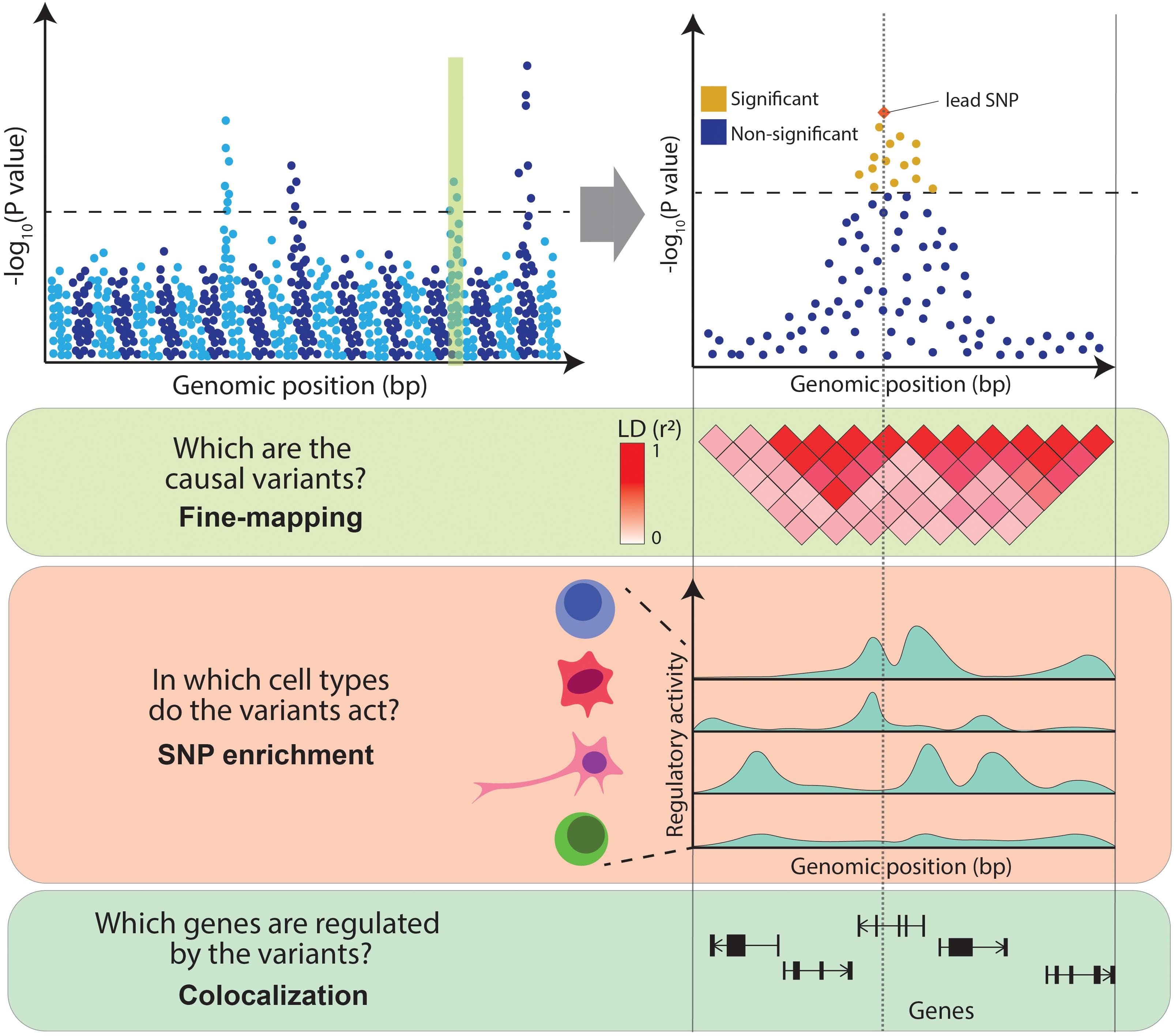 Understanding Functional Genomics, Frontiers | From GWAS to Function: Using Functional Genomics to Identify the Mechanisms ...