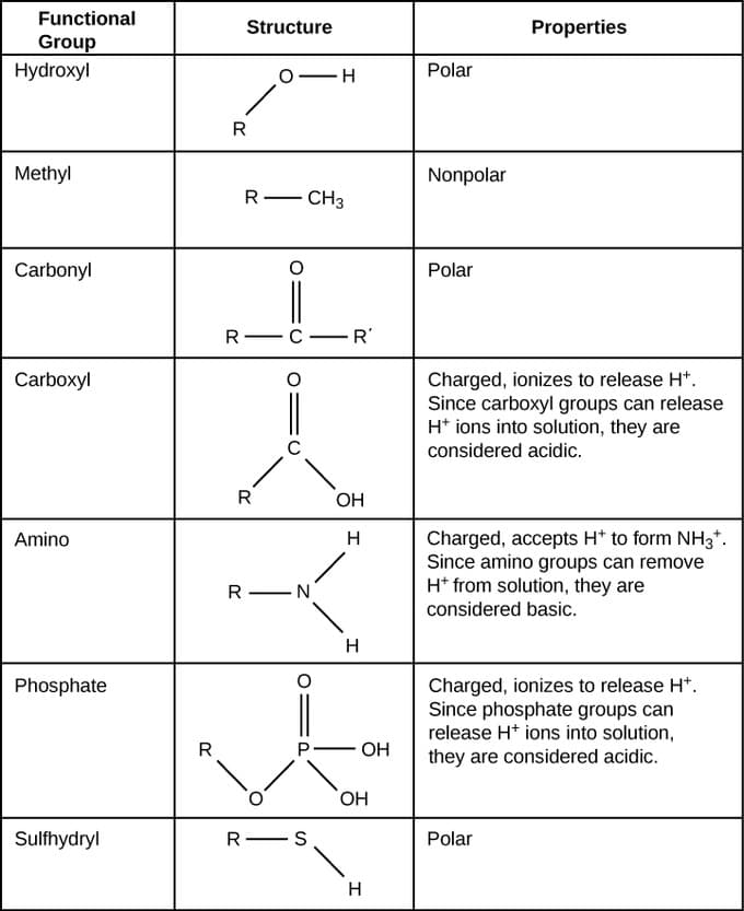 Functional group characteristics, Functional Groups | Introduction to Chemistry