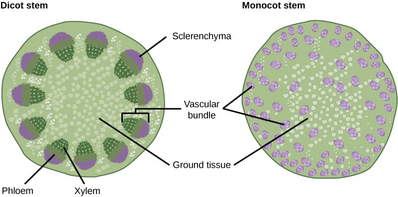 Functions and structure of stems, Stems · Biology
