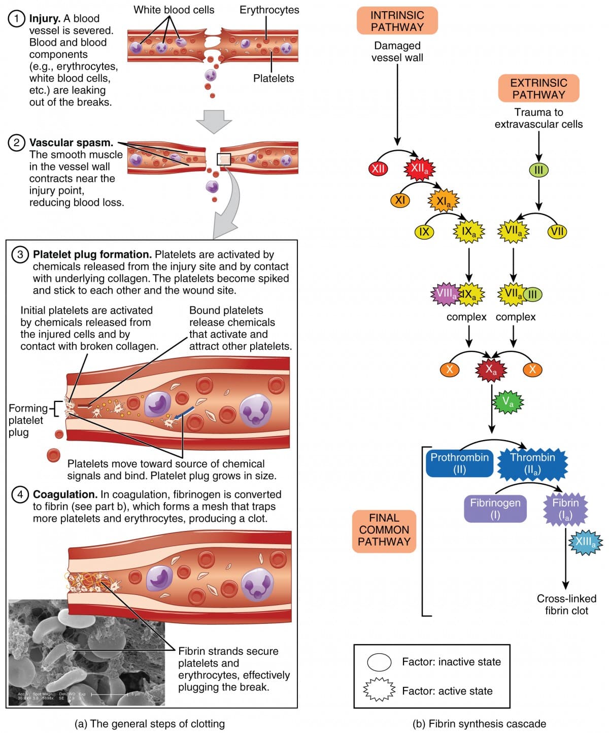 Functions of blood, Hemostasis | Anatomy and Physiology II