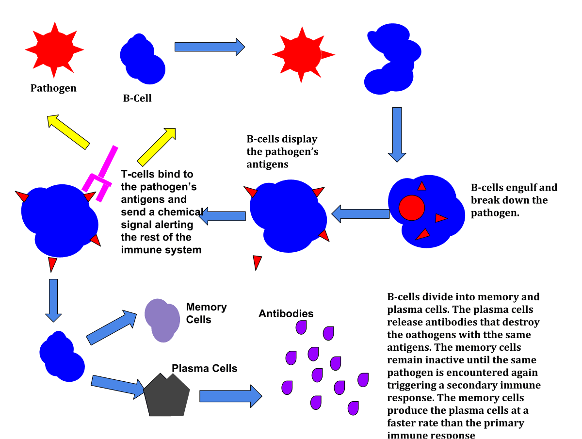 Functions of immune system, Immune response - Wikipedia