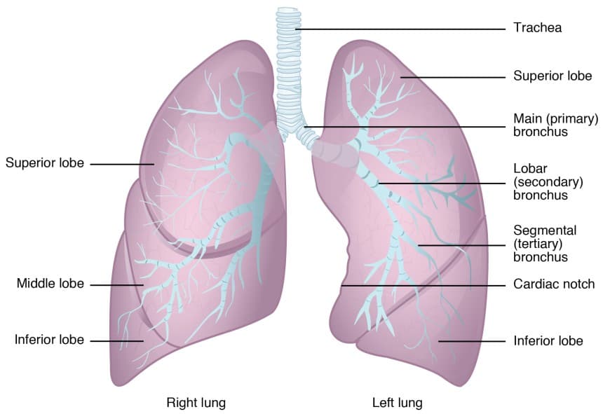 Functions of lungs in respiration, The Lungs | BIO103: Human Biology
