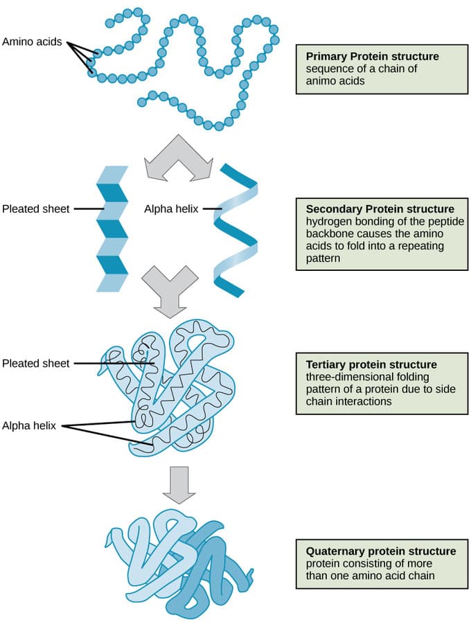 Functions of proteins, Protein Structure | Introduction to Chemistry