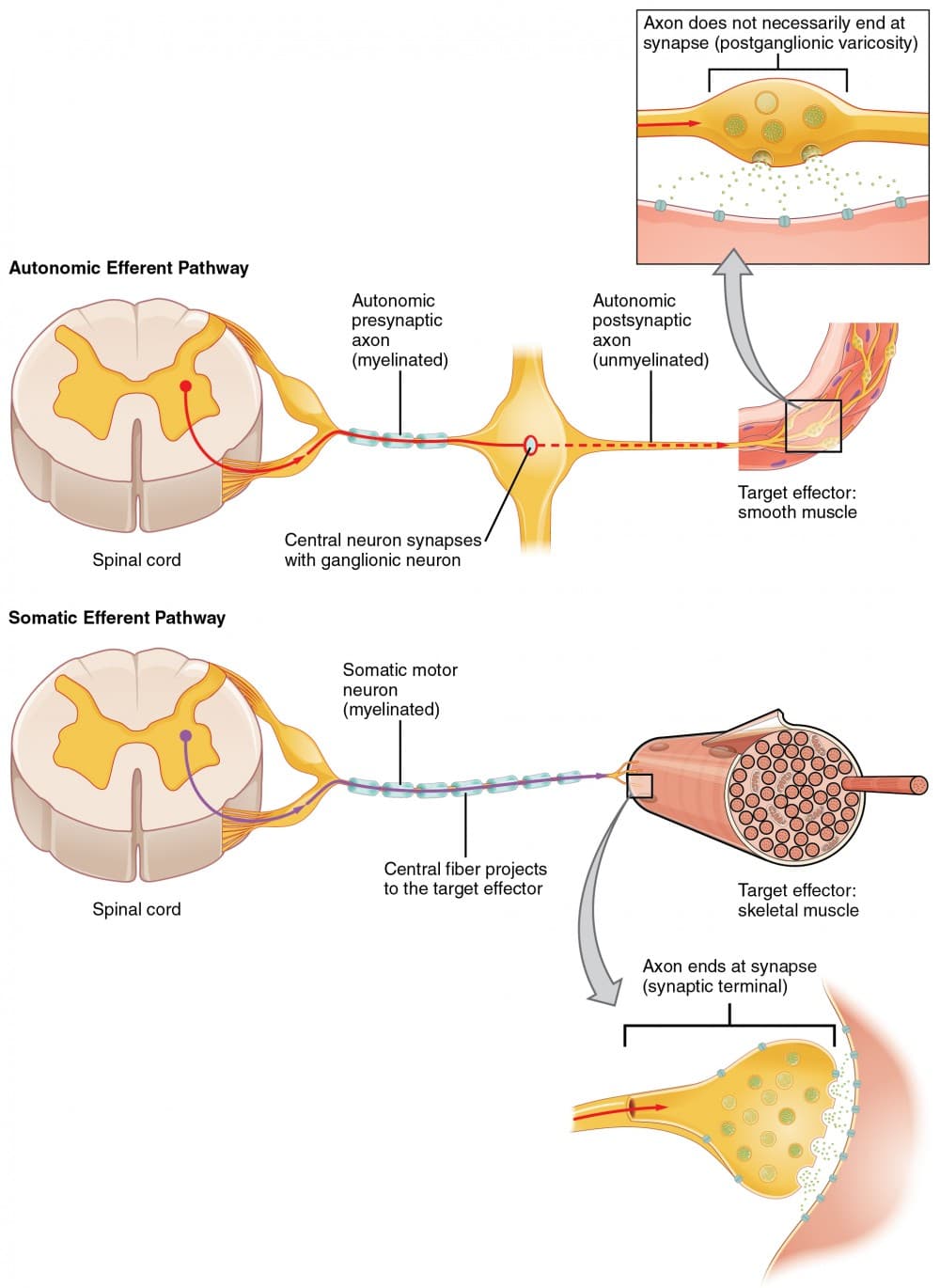 Functions of the spinal cord, Autonomic Reflexes and Homeostasis | Anatomy and Physiology I