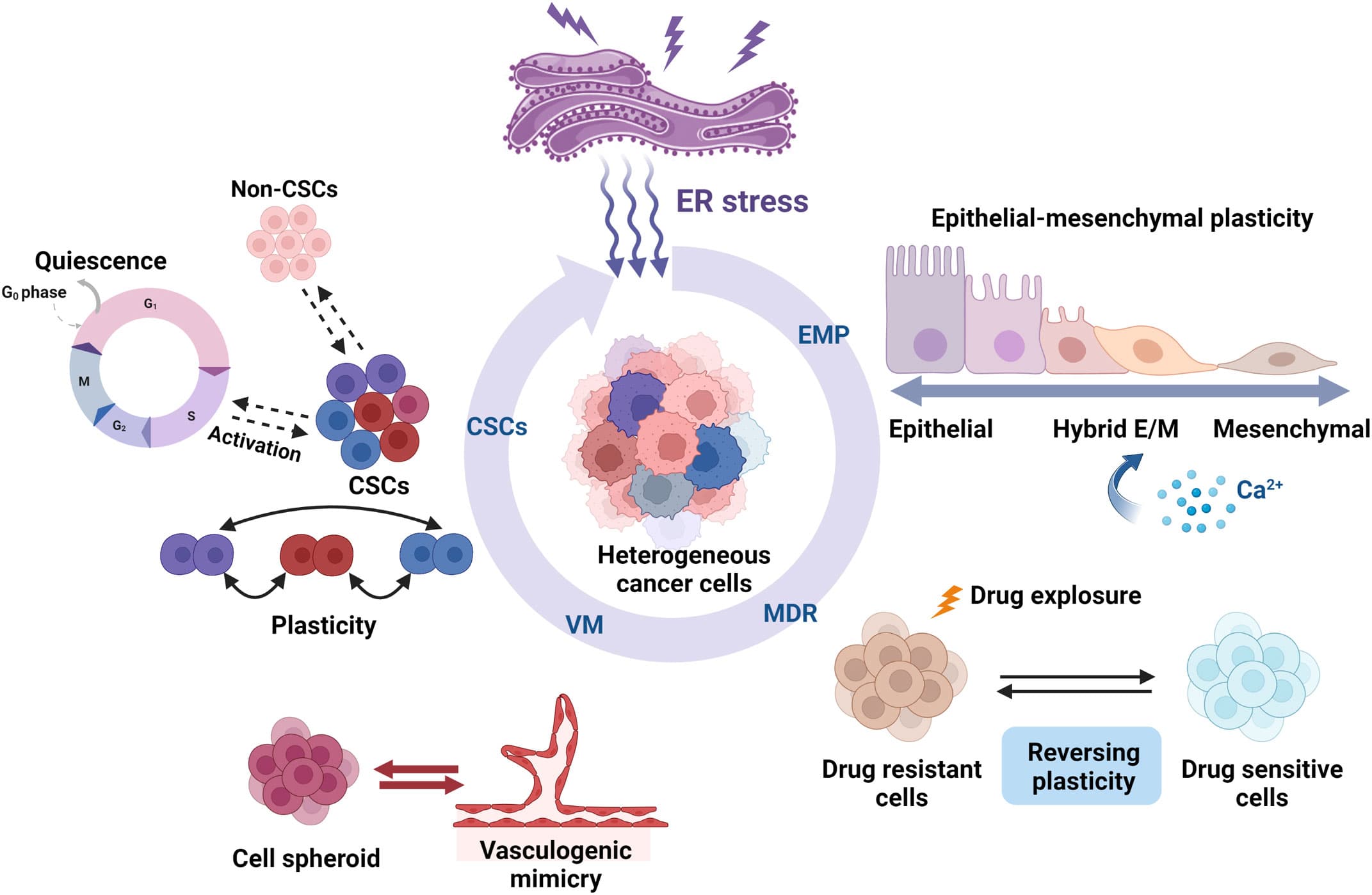 Fundamental Characteristics of Cancer Cells, Frontiers | Emerging roles of endoplasmic reticulum stress in the cellular plasticity of cancer ...