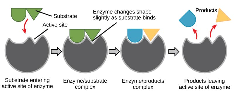 Fundamental Concepts of Enzyme Function, Enzymes · Biology