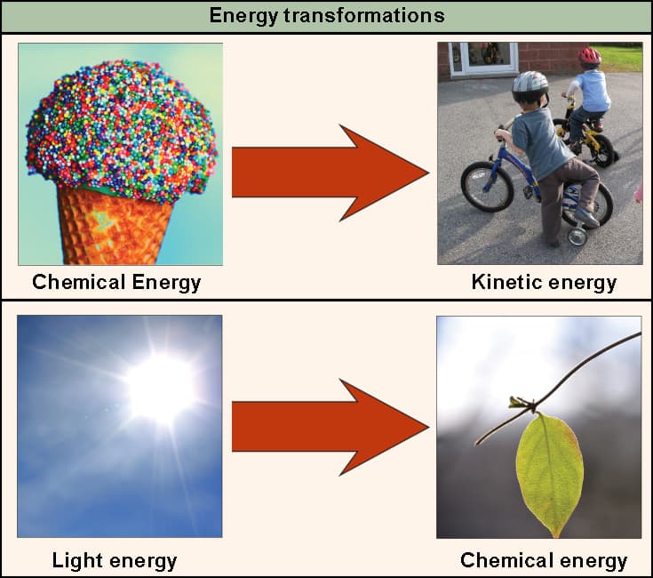 Fundamental Concepts of Thermodynamics, The First Law of Thermodynamics | Biology for Majors I