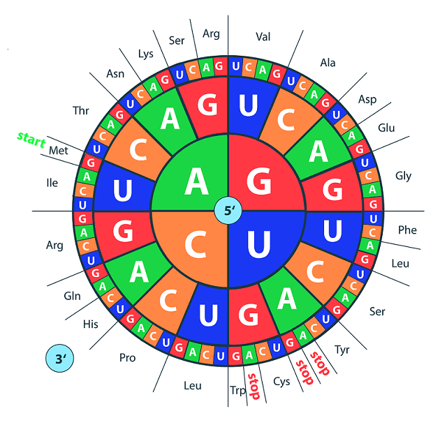 Fundamental Principles of the Genetic Code, Amino Acids and DNA and RNA Bases | Computational Chemistry Resources
