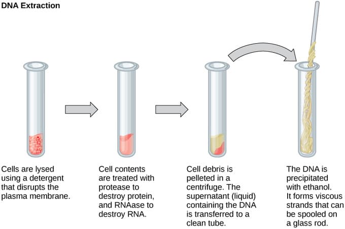 Fundamentals of Genetic Modification, Tools of Genetic Engineering | Boundless Microbiology