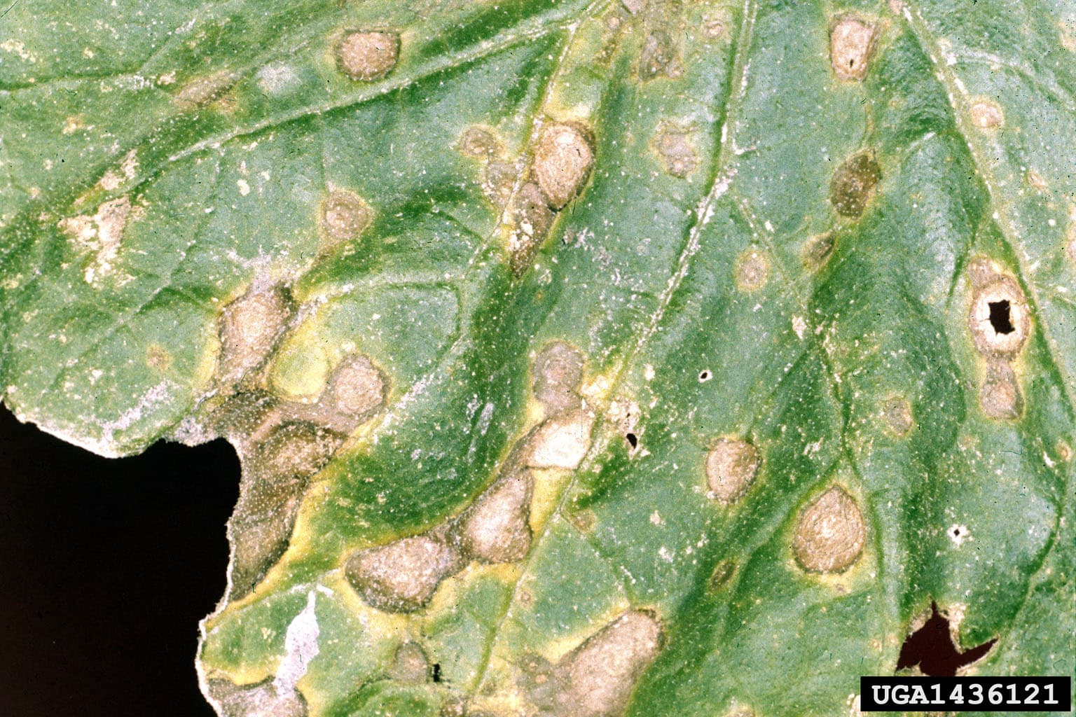 Foliar diseases, Alternaria leaf blight (Alternaria cucumerina)