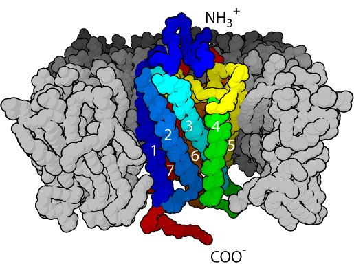 Structure and Function of GPCRs, G protein-coupled receptor - wikidoc