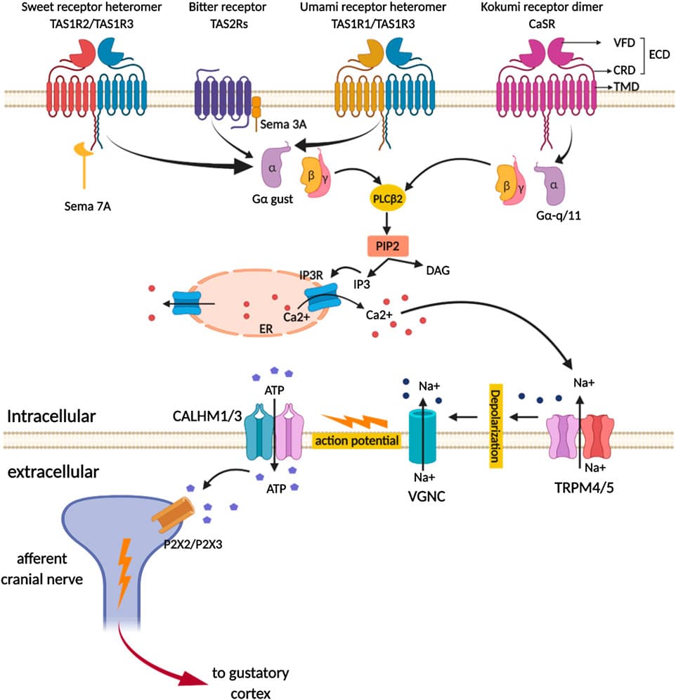 G Protein-Coupled Receptors (GPCRs), Frontiers | G Protein-Coupled Receptors in Taste Physiology and Pharmacology