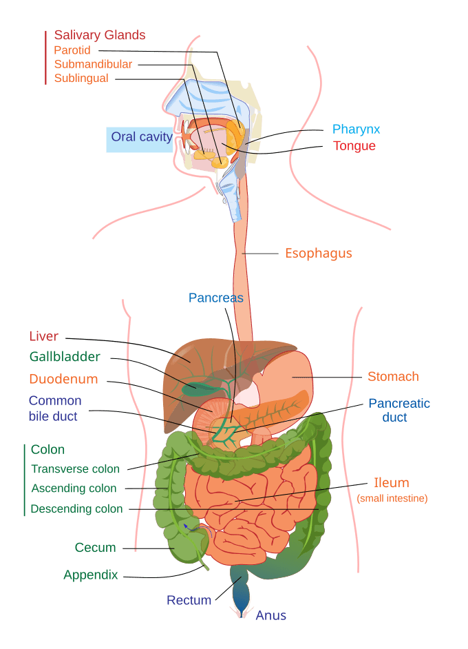 Structure and Organization, Gastrointestinal tract - Wikipedia