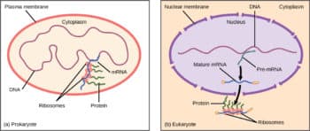 Gene regulation: prokaryotes vs eukaryotes, Prokaryotic and Eukaryotic Gene Regulation | Biology for Majors I