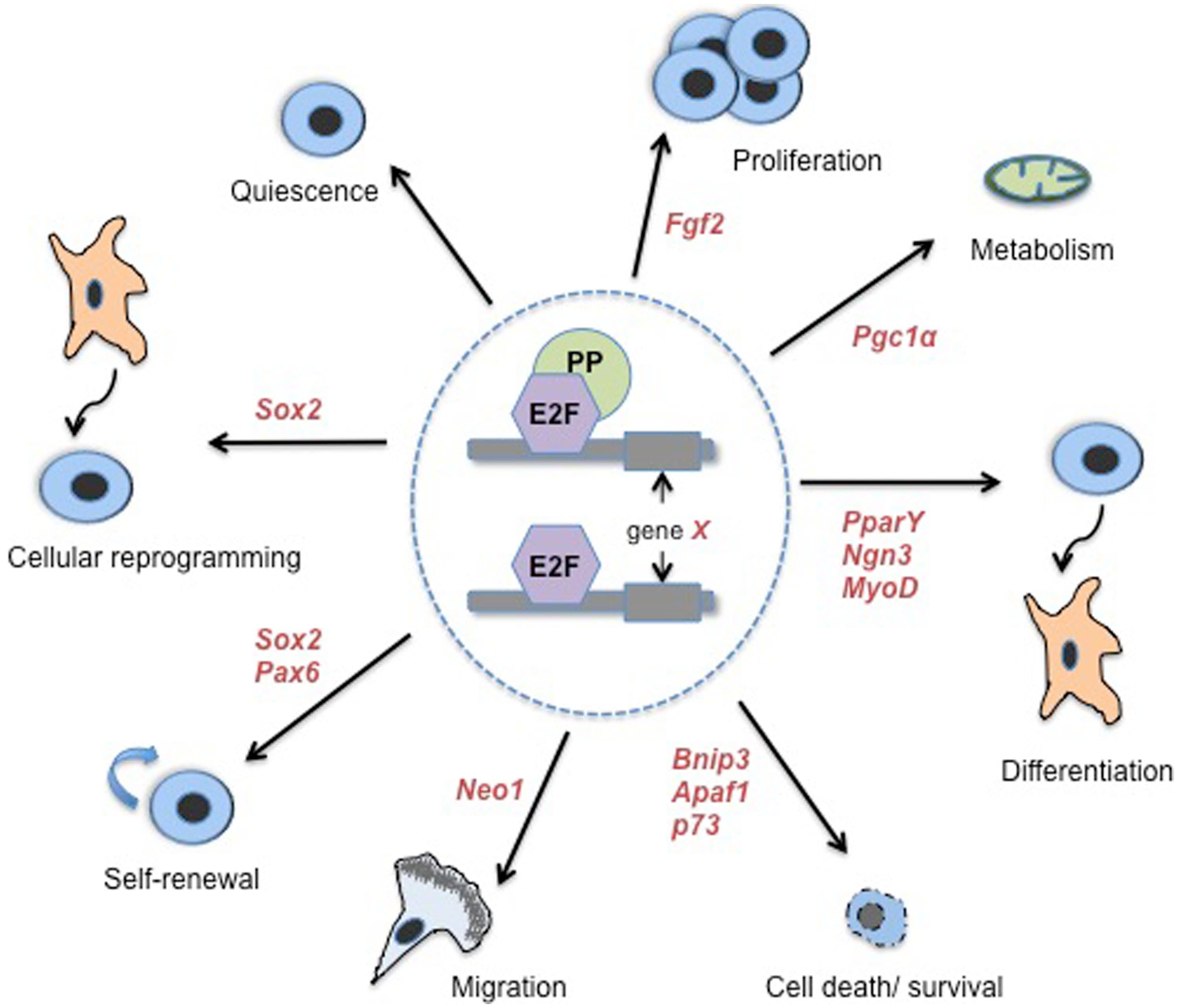 Fundamental Concepts and Functions, Frontiers | Transcriptional control of stem cell fate by E2Fs and pocket proteins