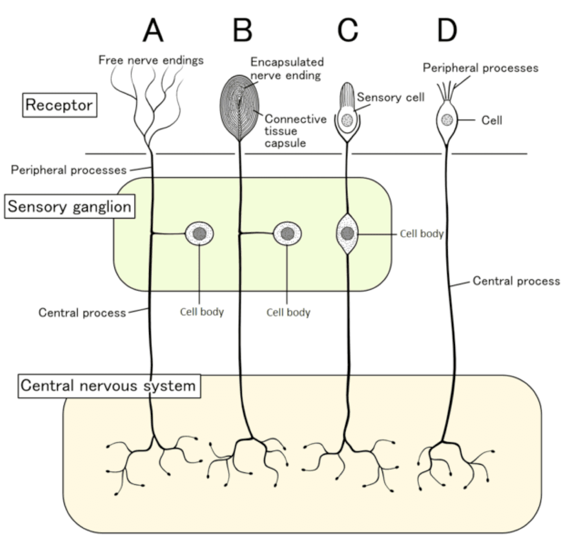 General vs special senses, Somatosensation | Anatomy and Physiology I