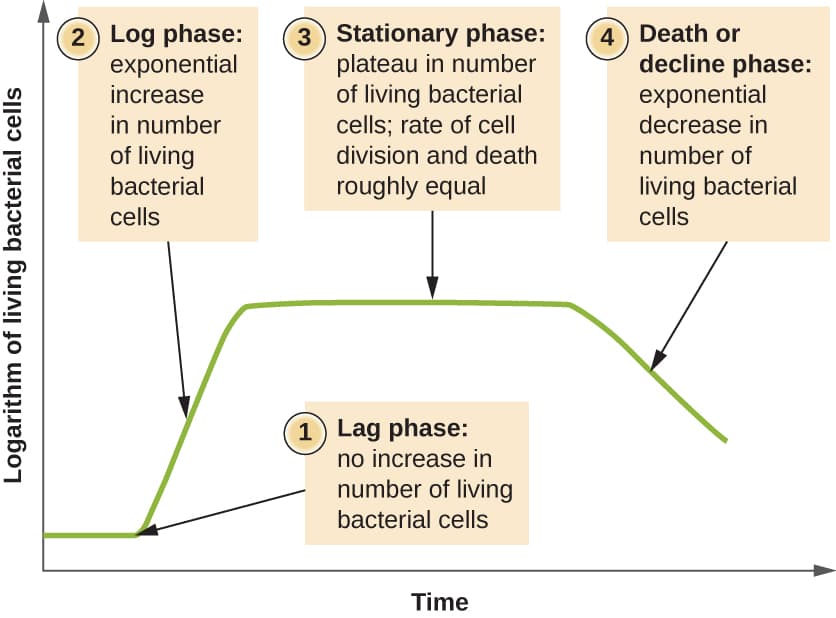 Generation time in binary fission, How Microbes Grow | Microbiology
