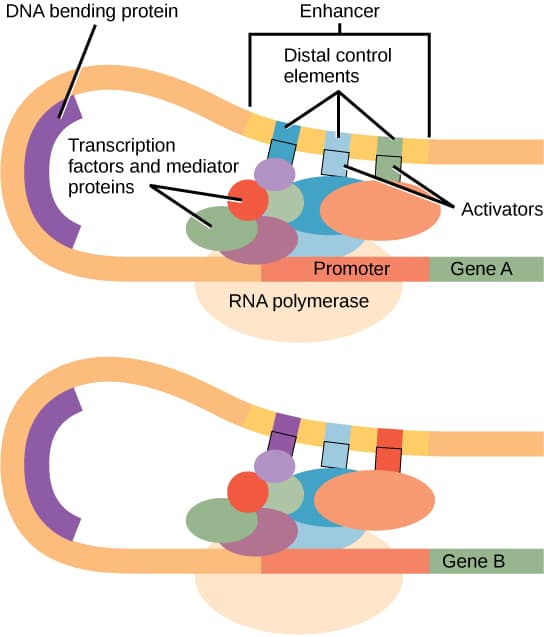 Genes and regulatory regions, Eukaryotic Transcription Gene Regulation · Biology