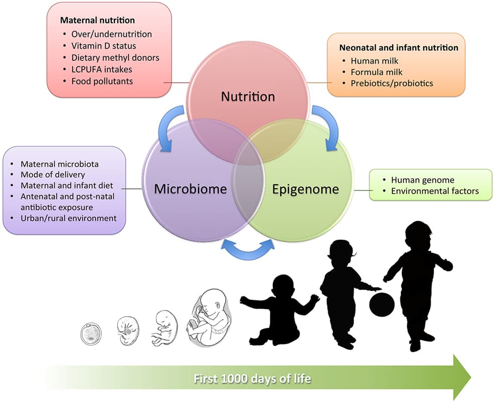 Genetic and Nutritional Influences on Development, Frontiers | Epigenetic Matters: The Link between Early Nutrition, Microbiome, and Long-term ...
