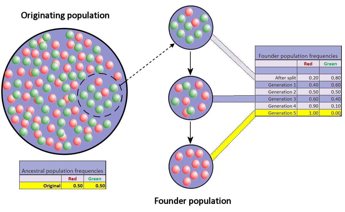 Genetic drift and allele frequencies, File:Founder effect with drift.jpg - Wikipedia