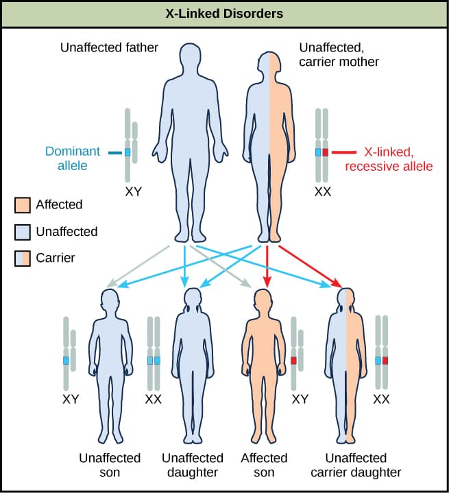 Genetic relatedness between parents and offspring, Characteristics and Traits | OpenStax Biology 2e