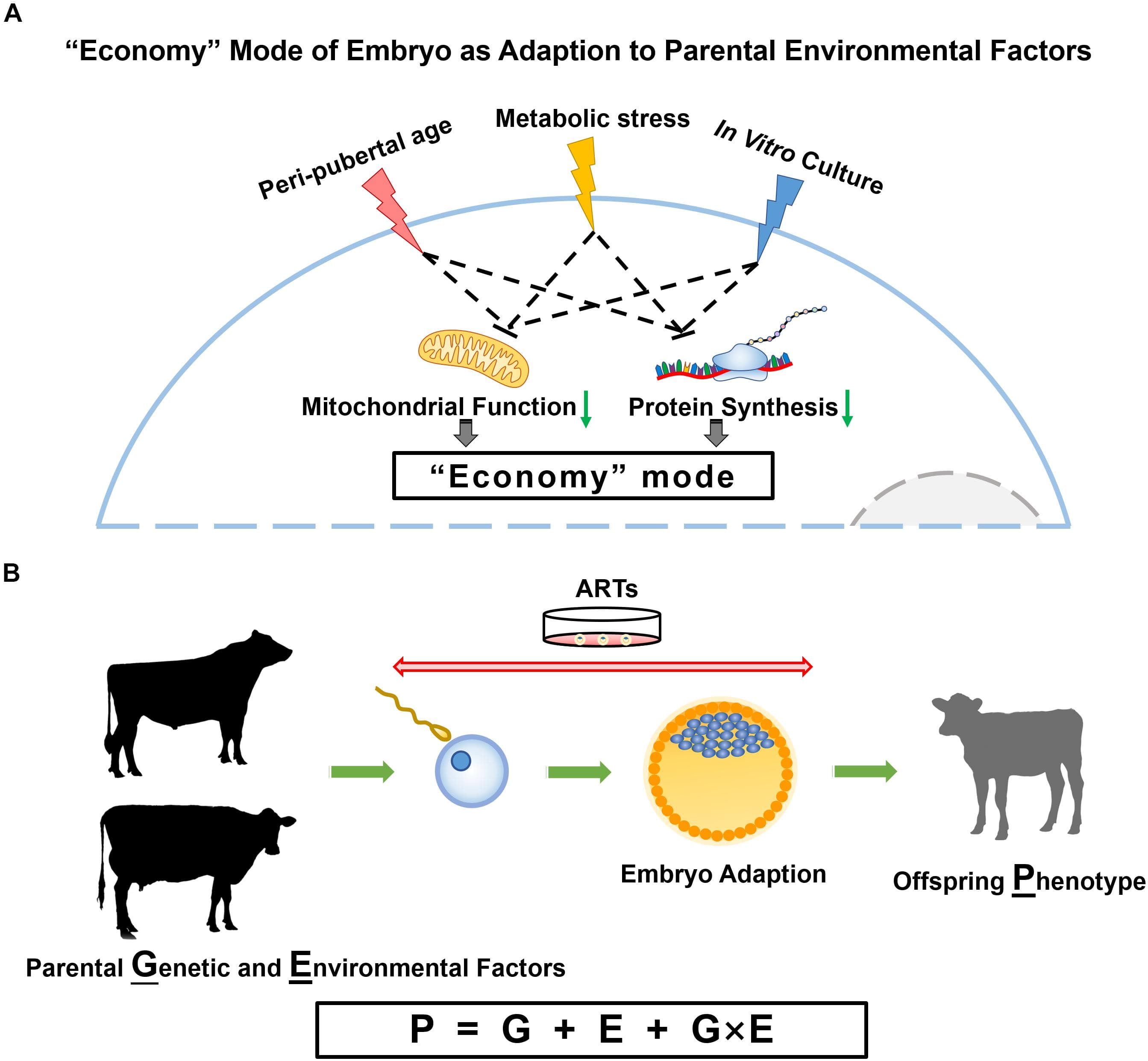 Genetic vs environmental factors, Frontiers | Parental Effects on Epigenetic Programming in Gametes and Embryos of Dairy Cows