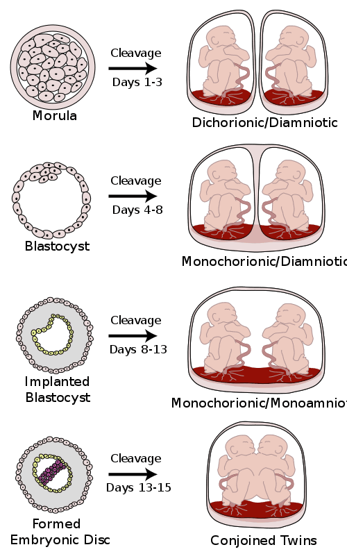 Genetics vs environment in intelligence, Introduction to Heredity, Prenatal Development, and Birth – Lifespan Development